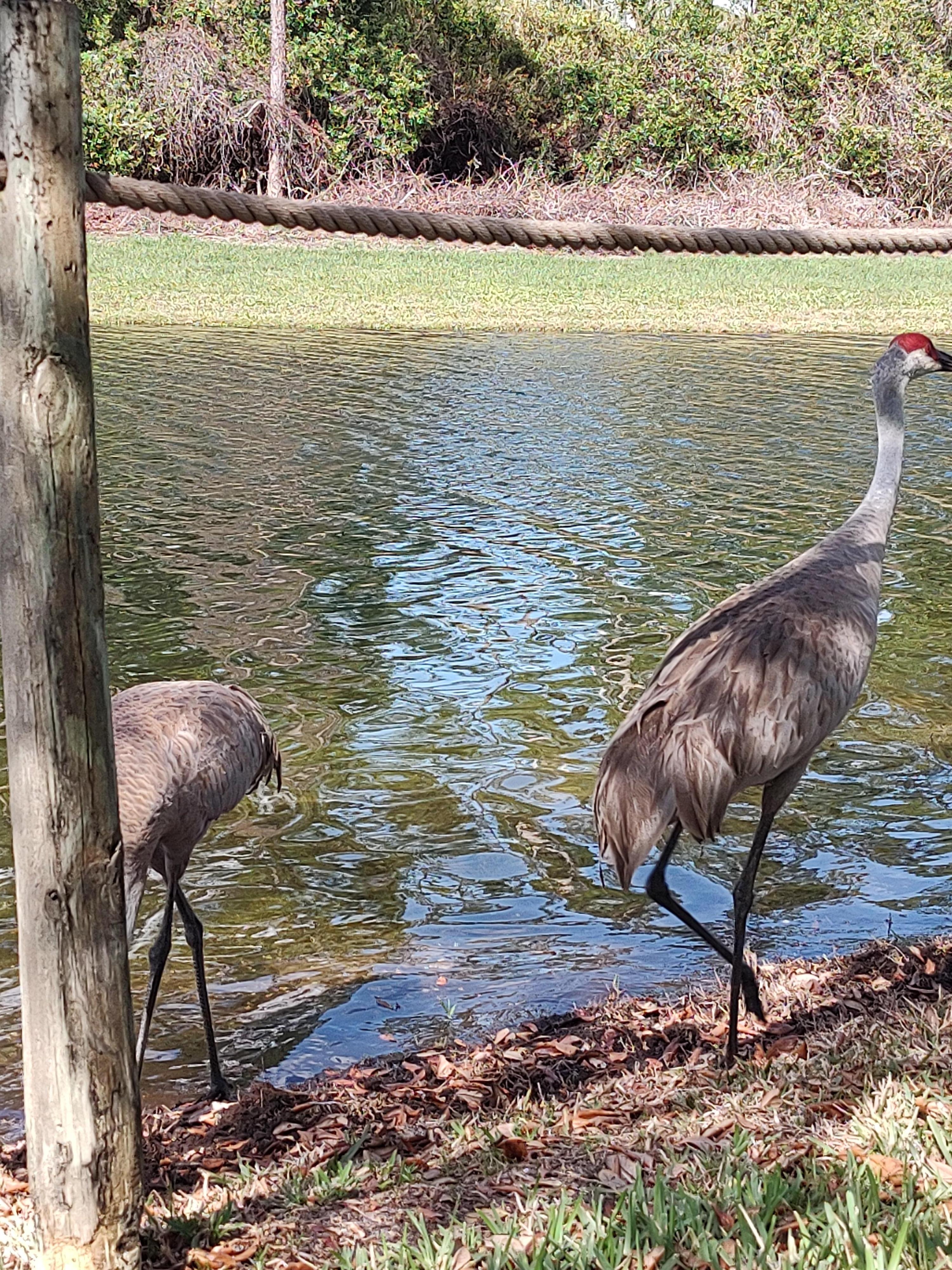 There are fun birds and other reptiles in the quiet areas! 