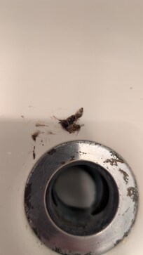 Larger dead roach that I killed in bathroom sink