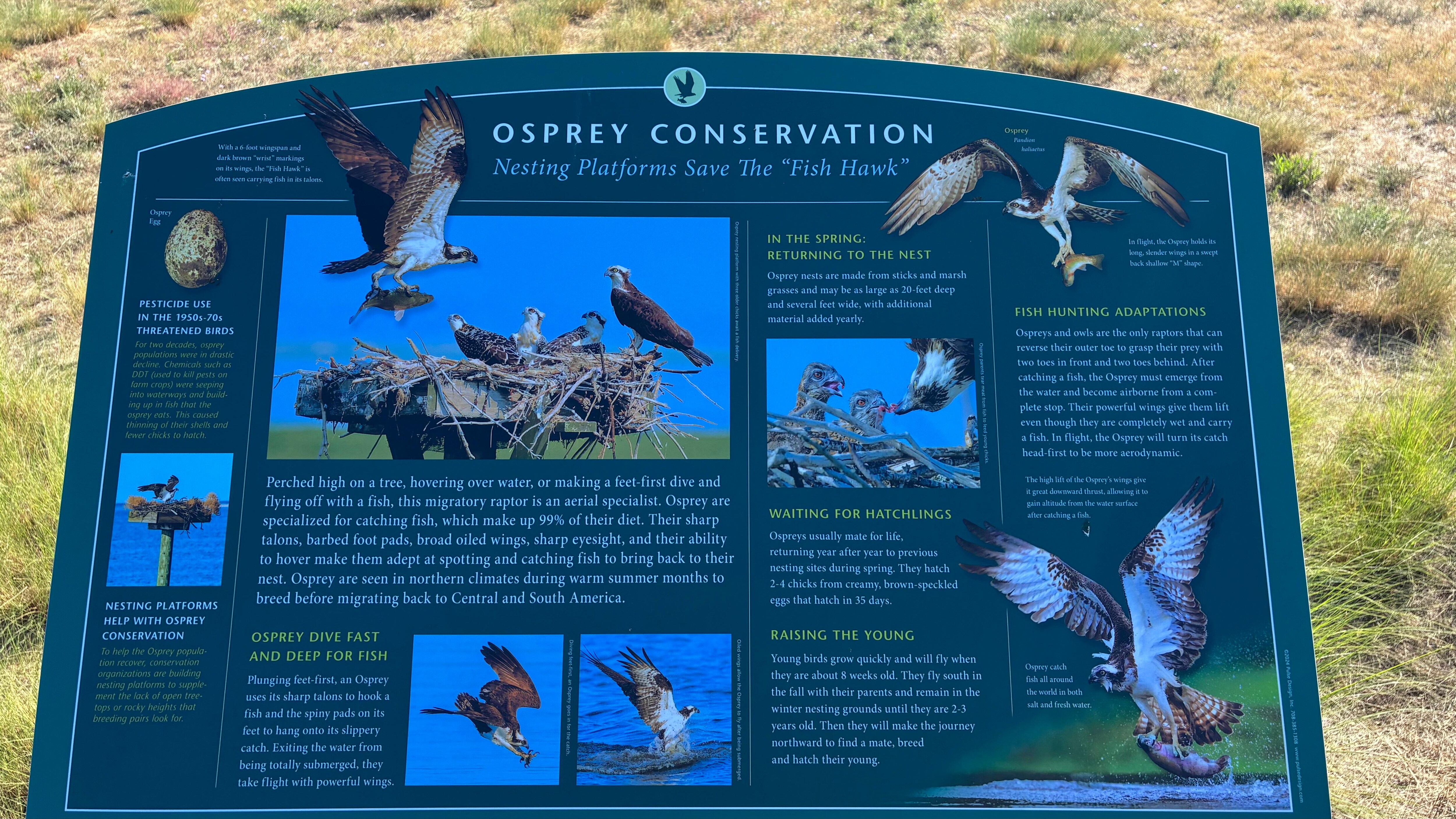 Overlook bird information