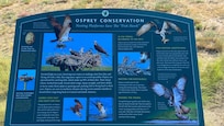 Overlook bird information