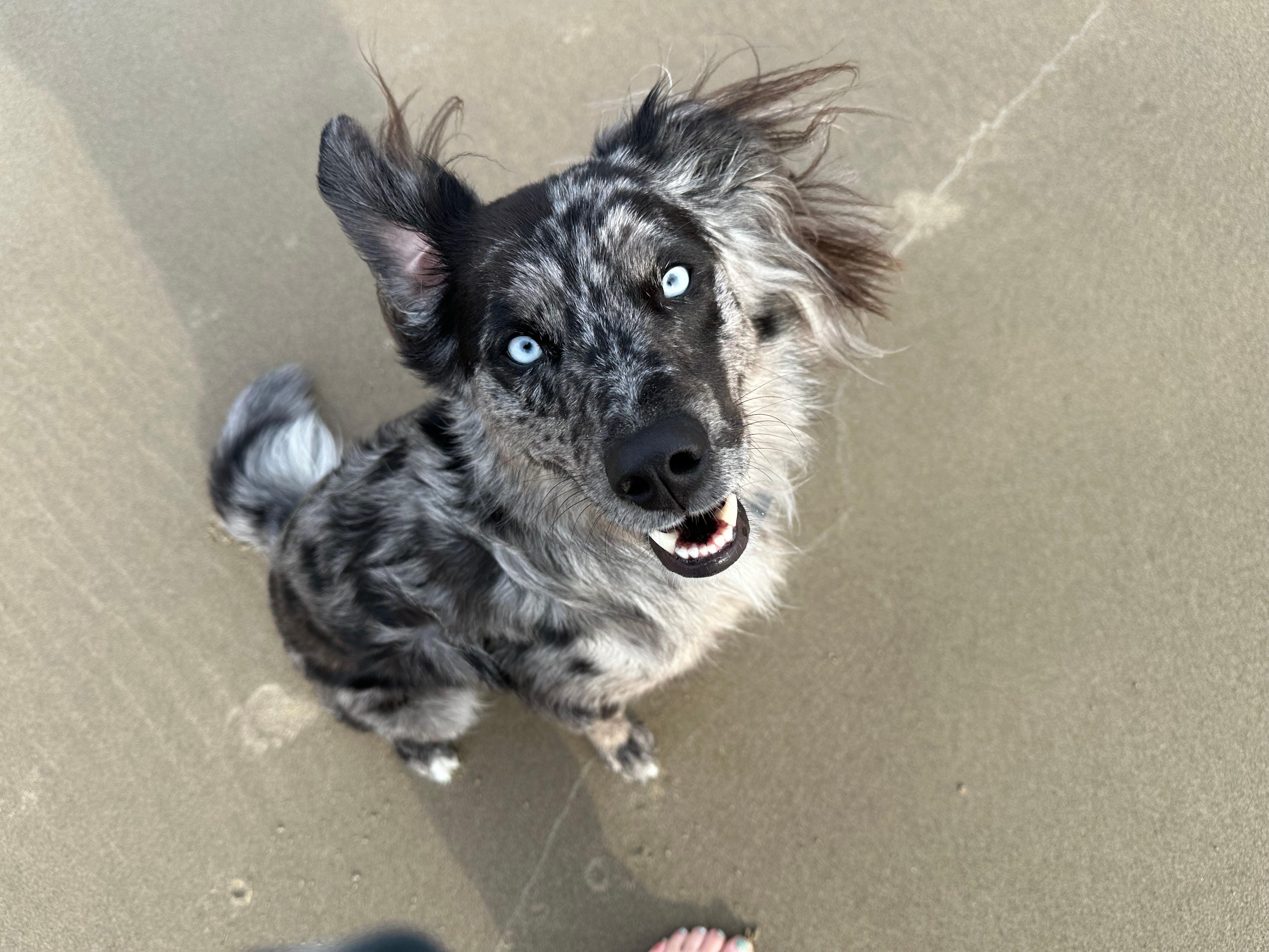 Finn’s first trip to the beach. He gives two paws up!