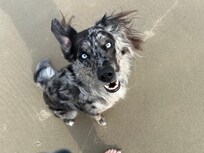 Finn’s first trip to the beach. He gives two paws up!