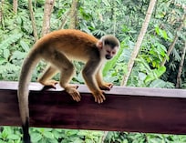 Squirrel monkey