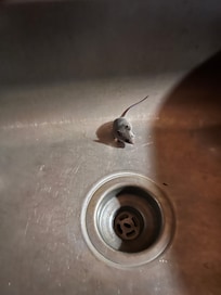 Mouse in the sink