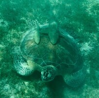 Sea turtle with remoras