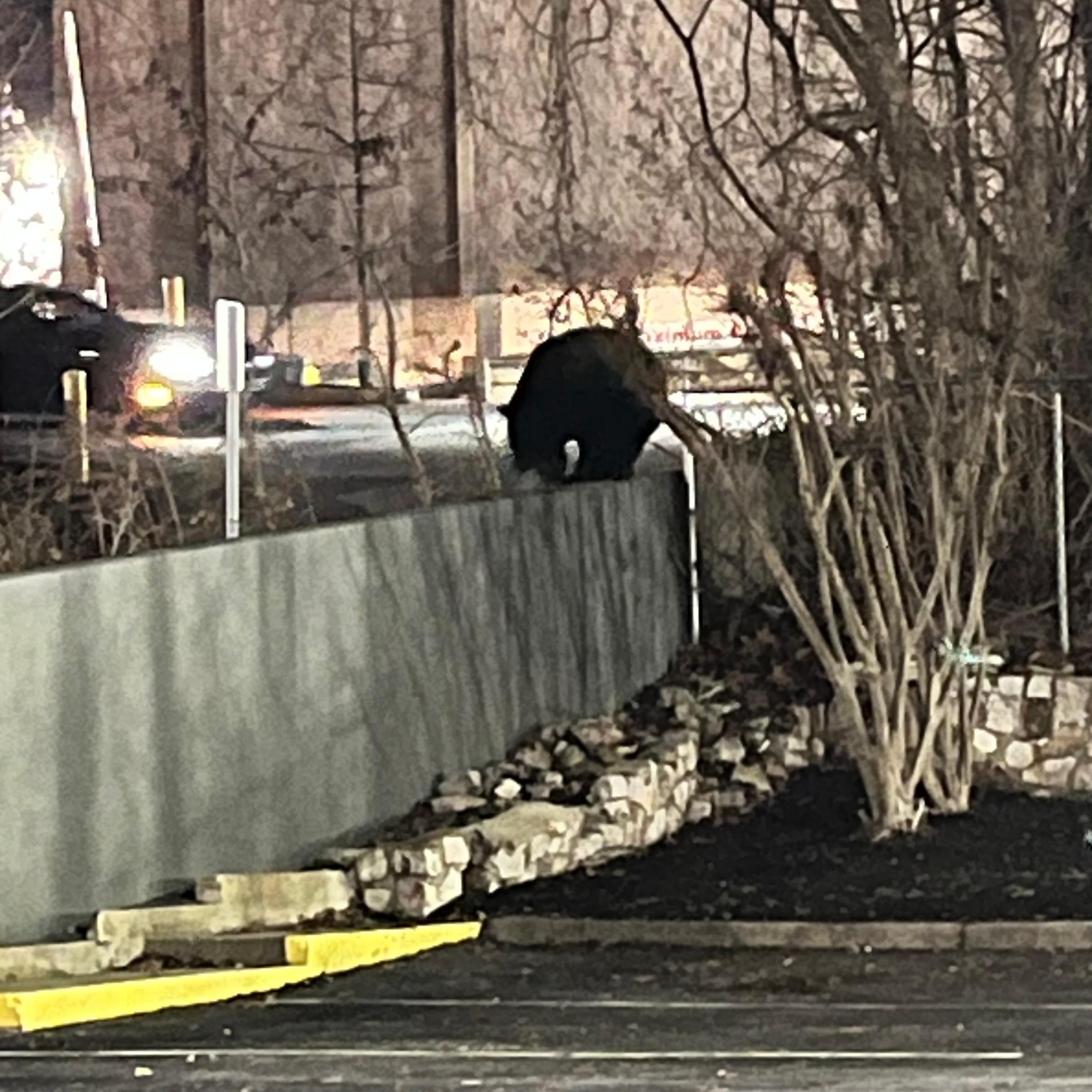 In Gatlinburg behind Mellow Mushroom 