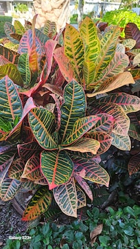 Landscaping at vacation home.