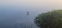 Early morning visitor
