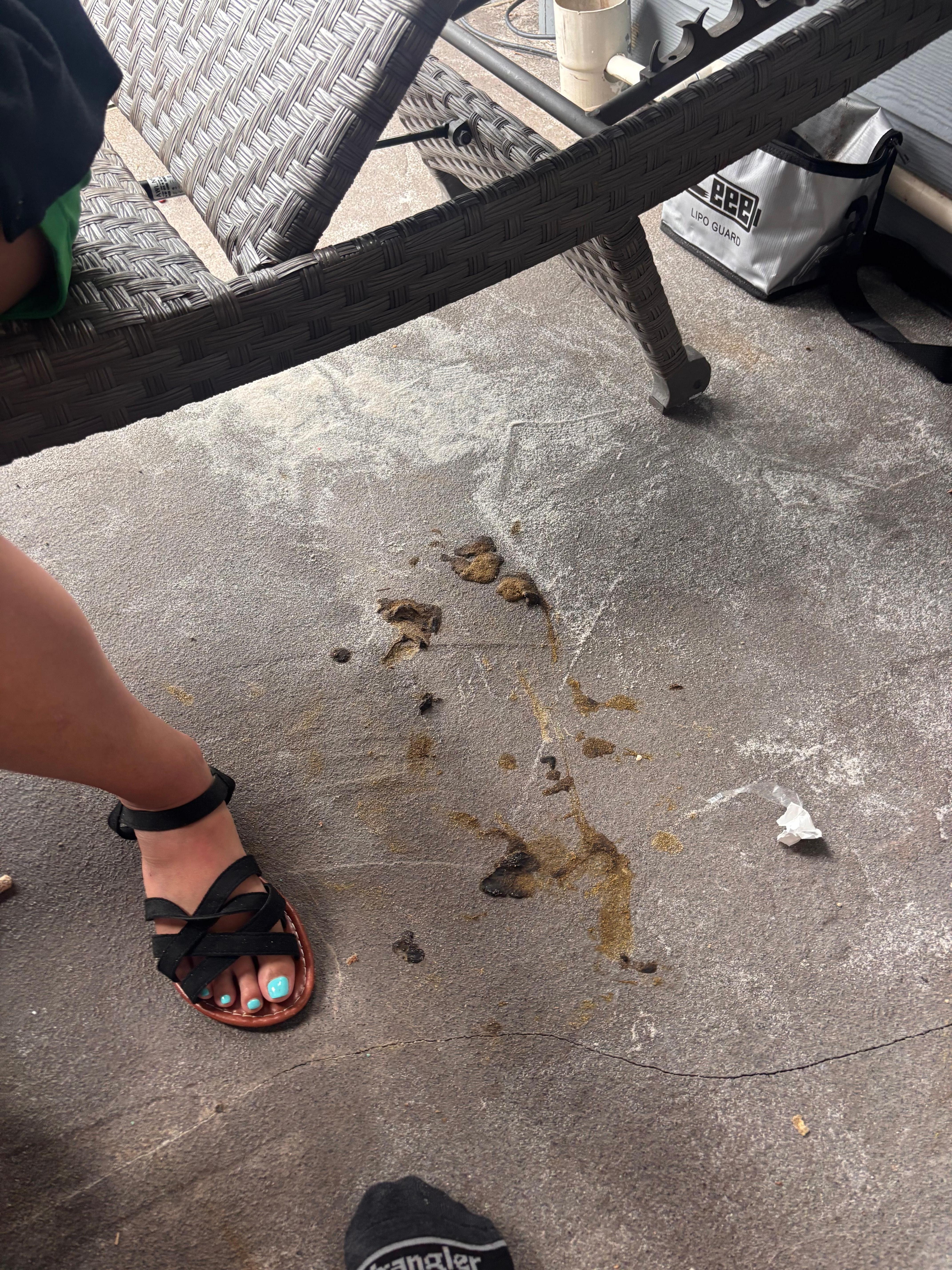 Cat mess on property 