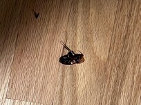 Cockroach