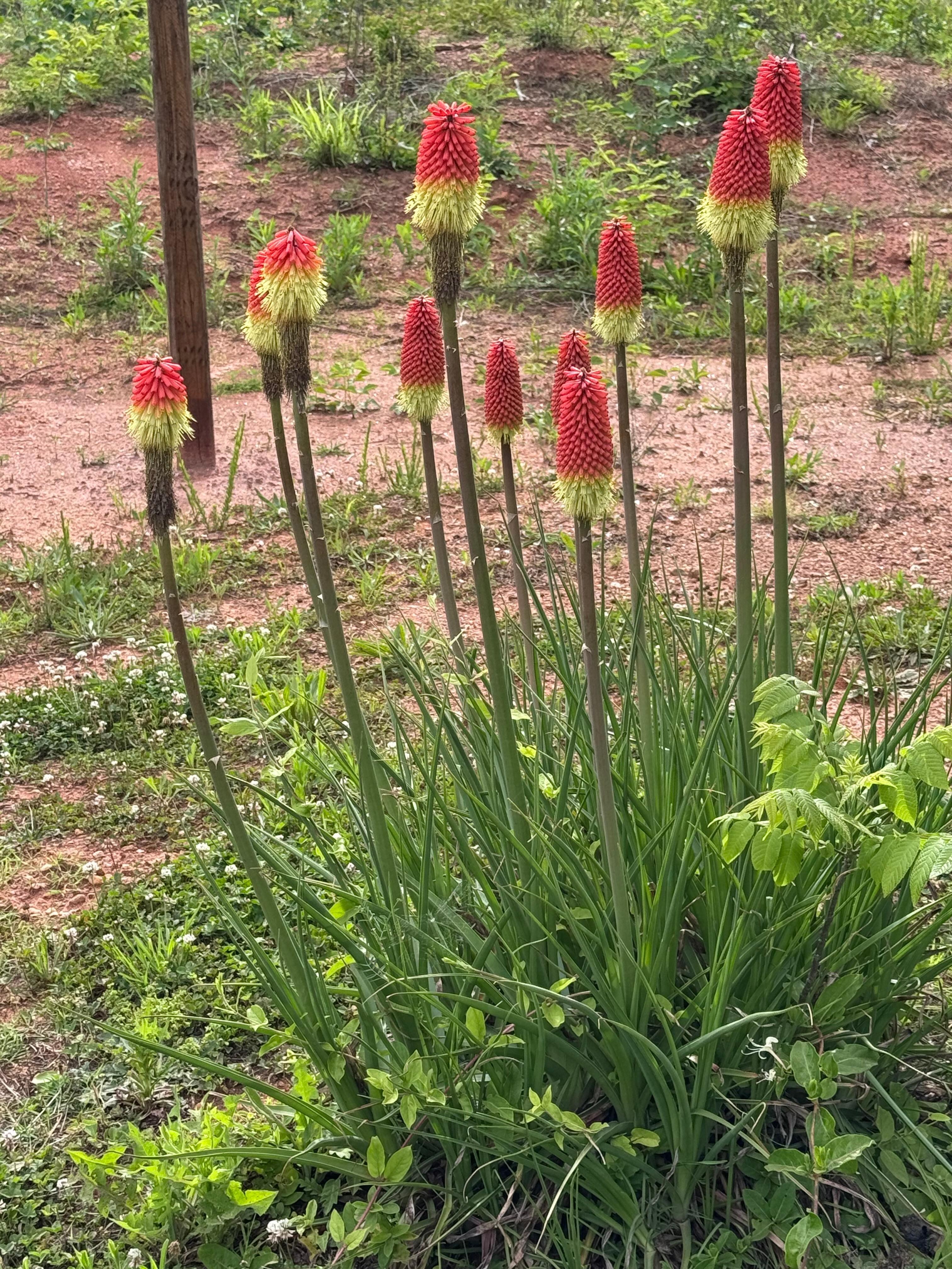 Torch flowers