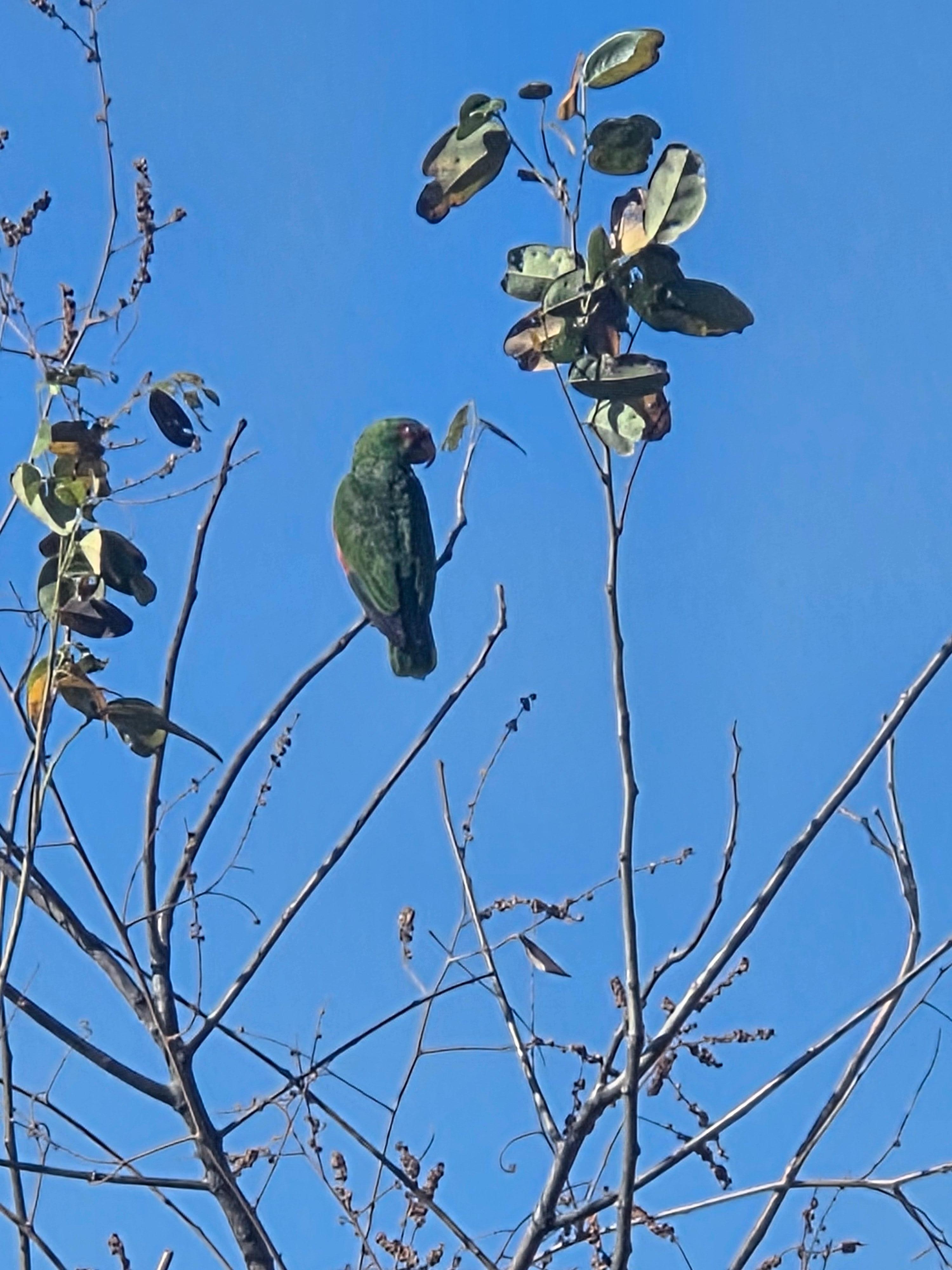 Parrot outside at the house