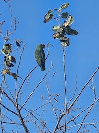 Parrot outside at the house