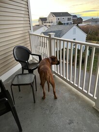 Annie Dog on the patio