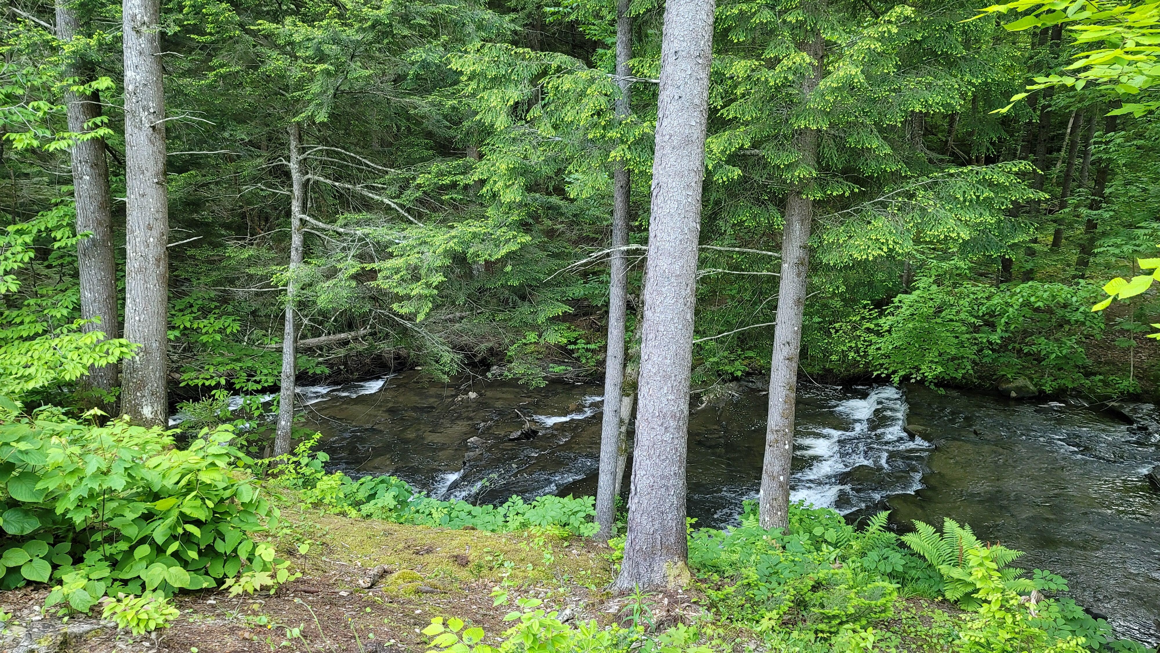 Scenery behind the cabin