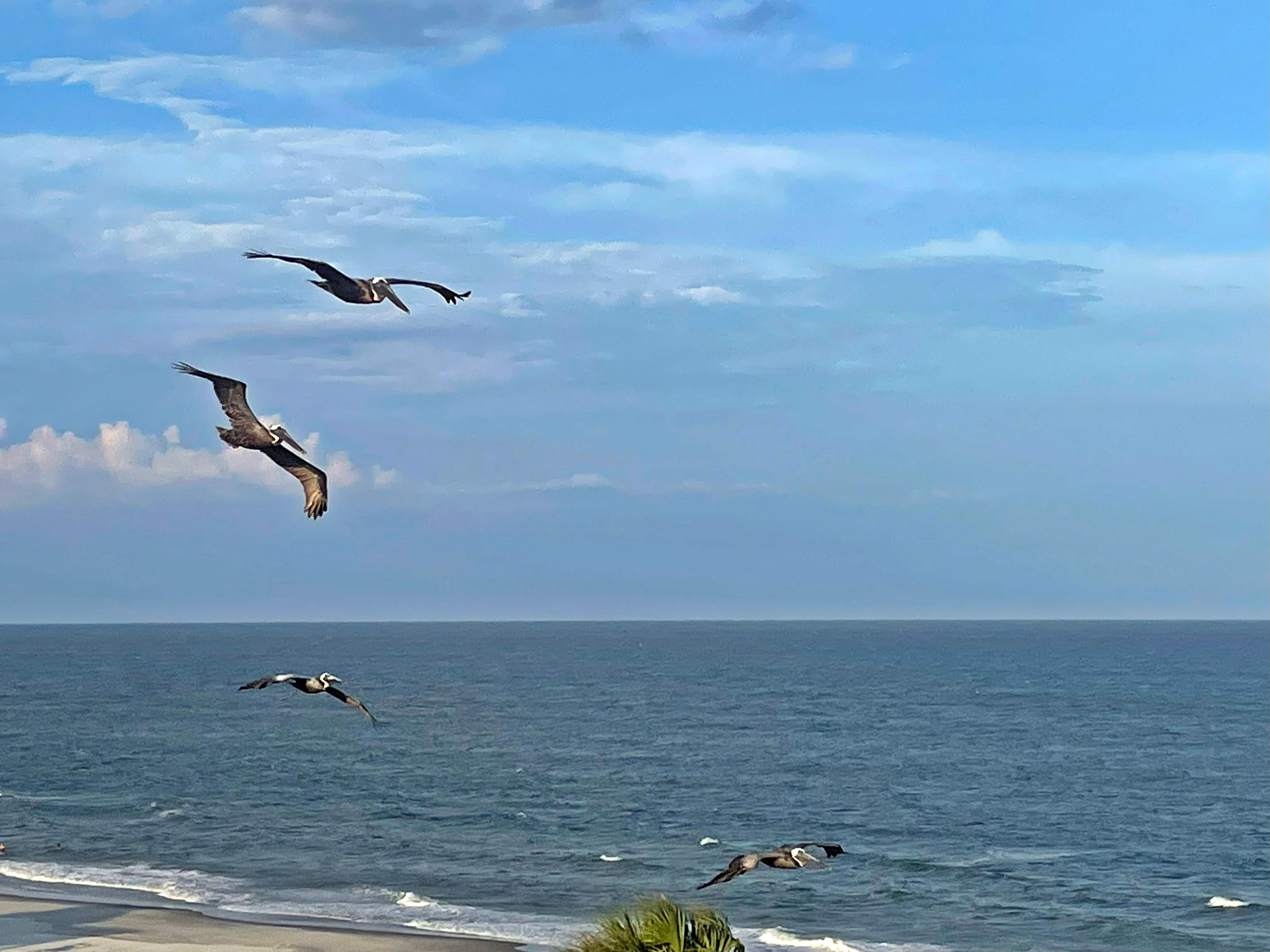 Pelicans flying by...