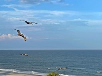 Pelicans flying by...