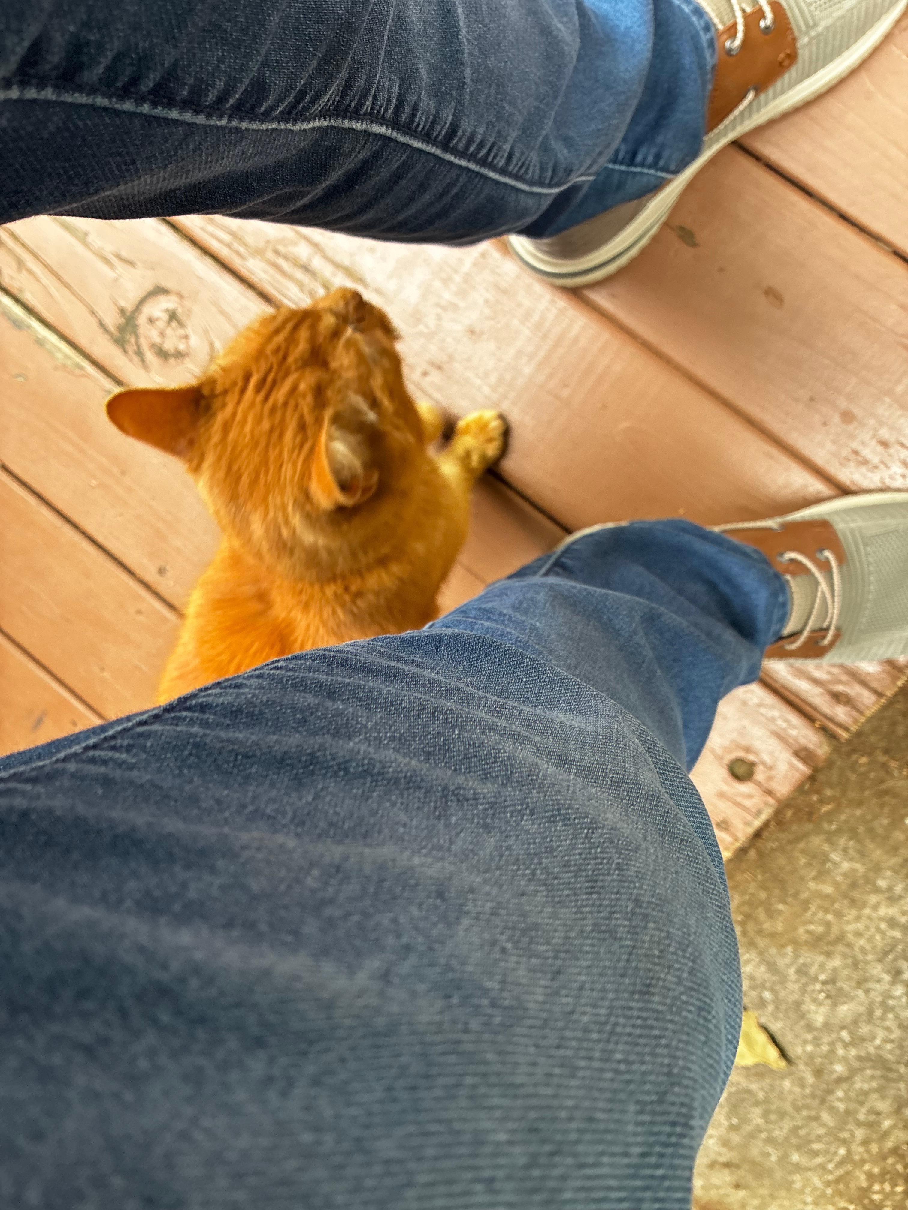 Neighbors friendly pet!