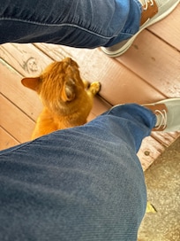 Neighbors friendly pet!