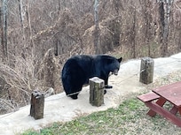 This is bear country. We had a visitor. It was exciting to see. No issues. It came and left.