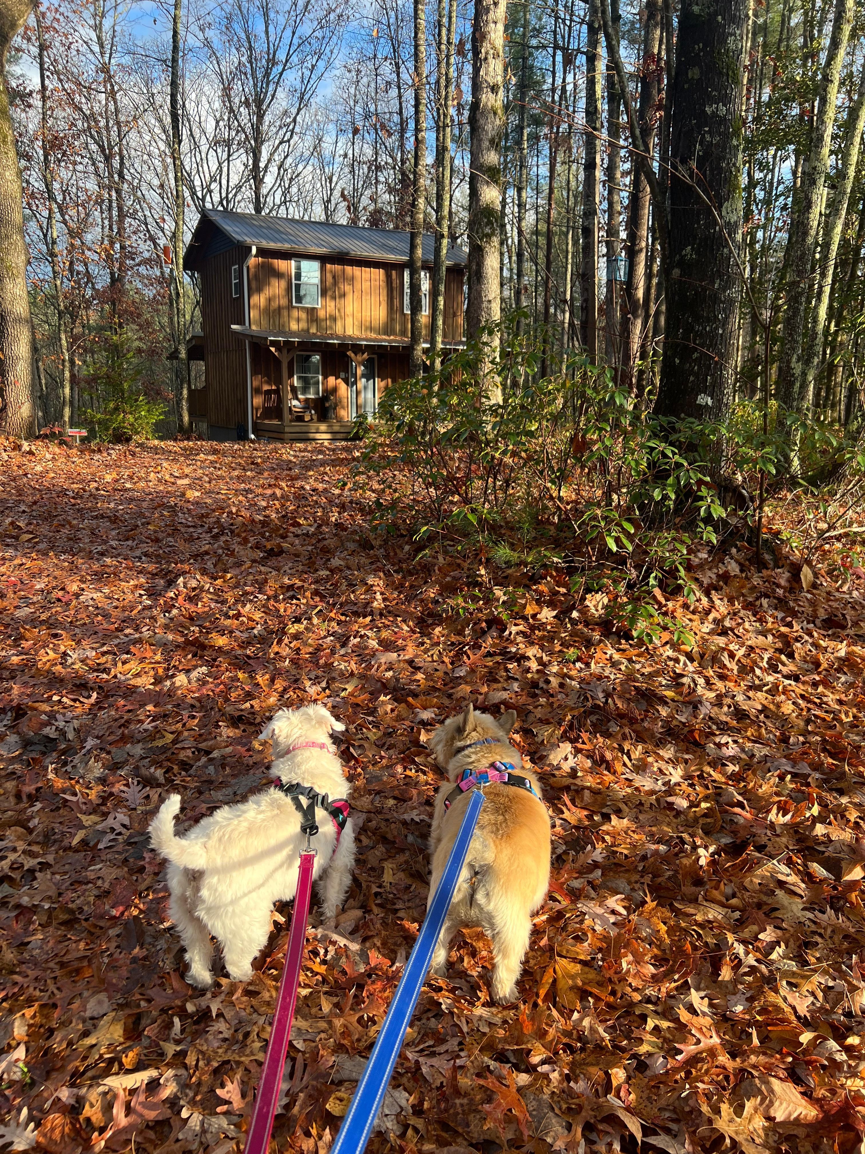 Our pets in front of cabin