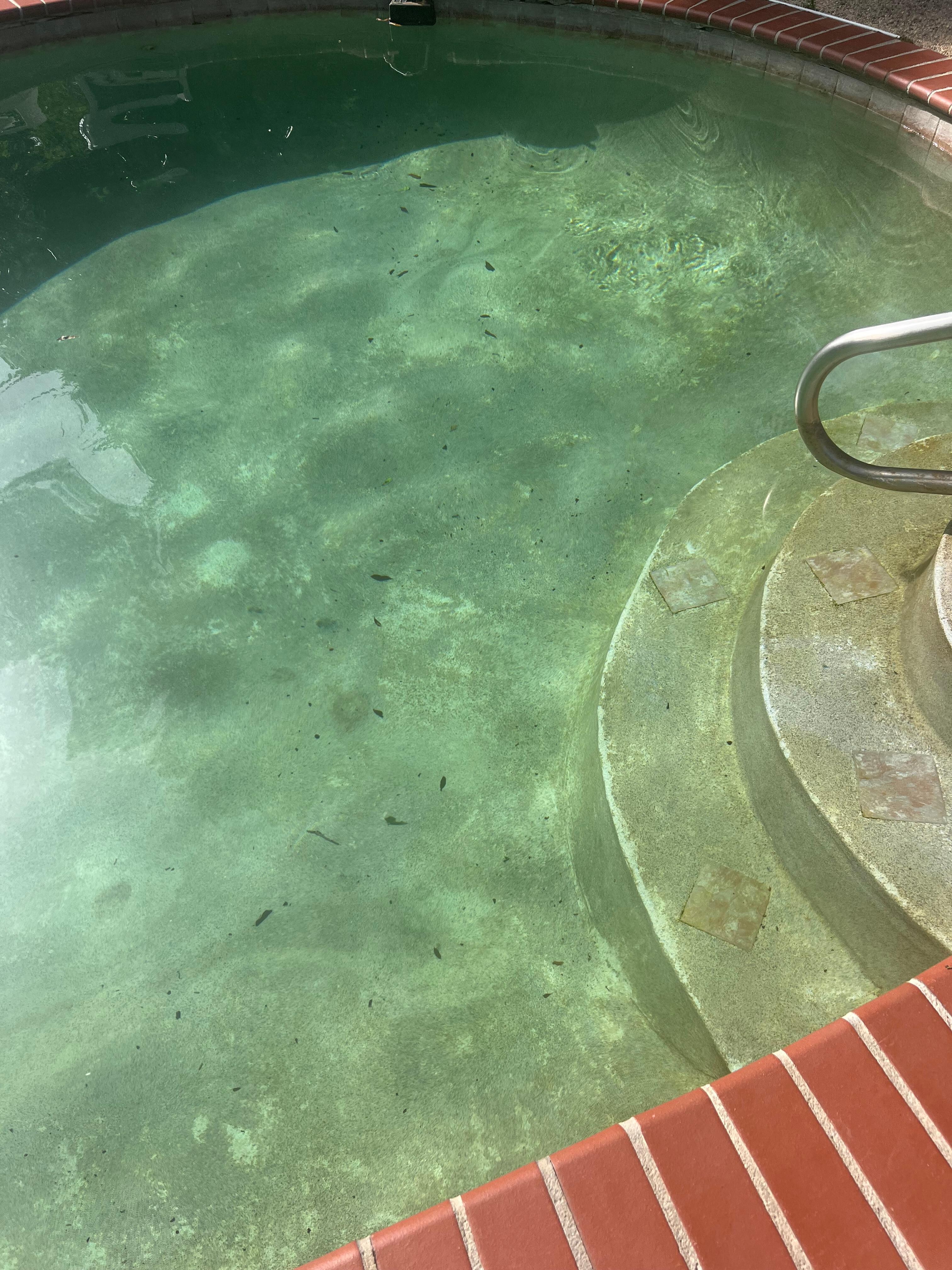 Green algae