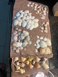 Shell haul