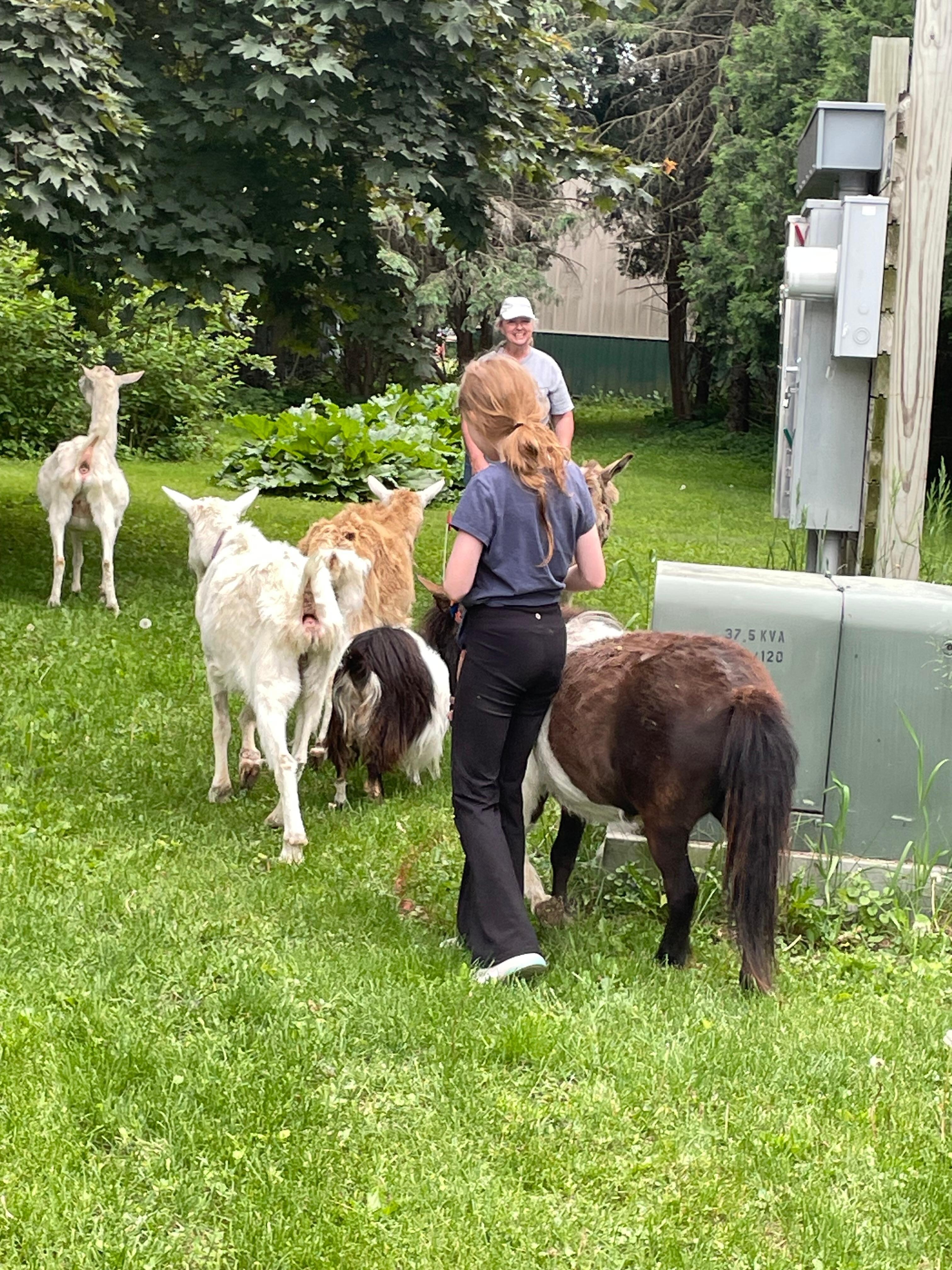 Granddaughter playing with the goats.