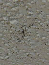 Mold spores