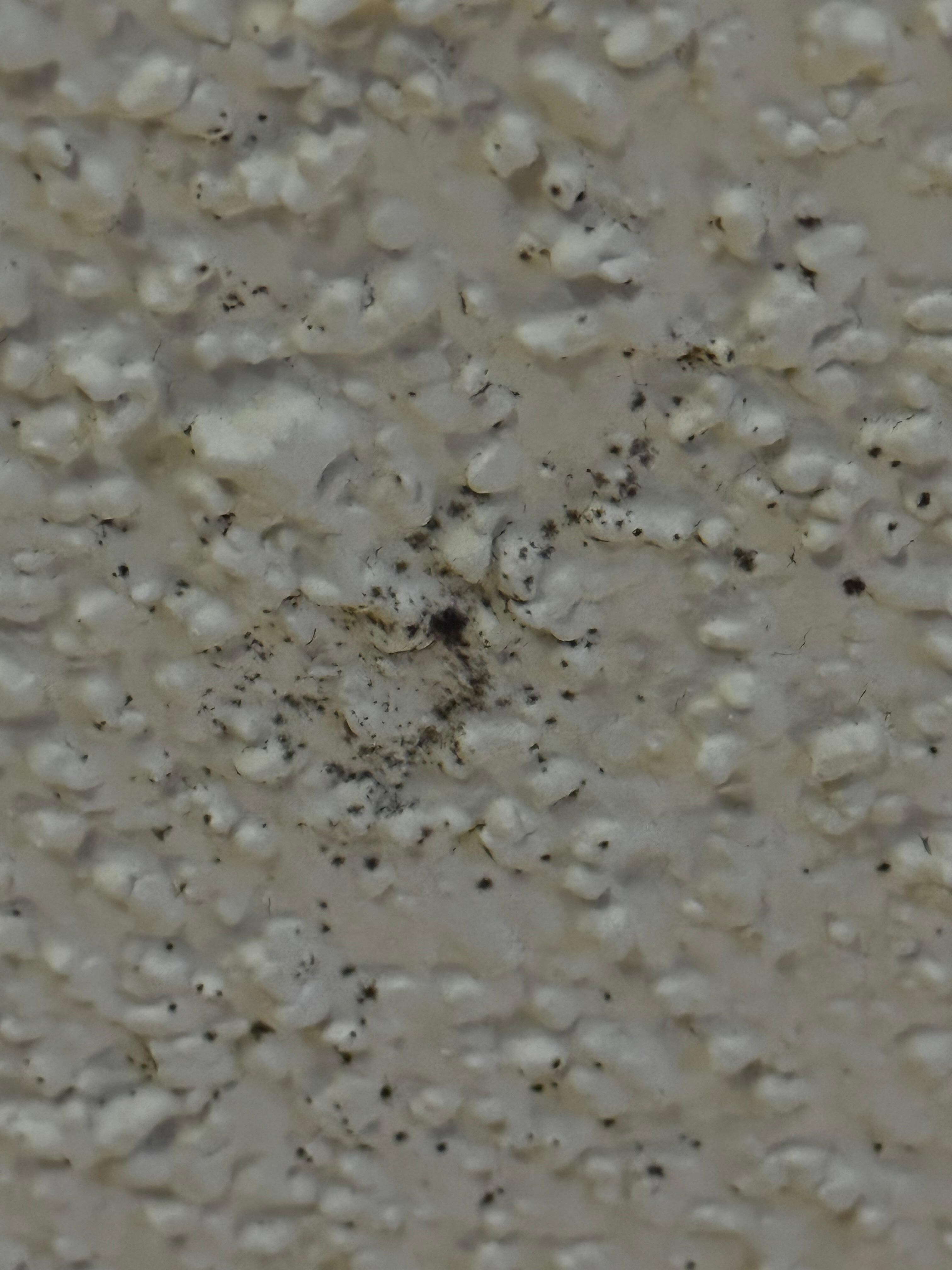 Mold spores
