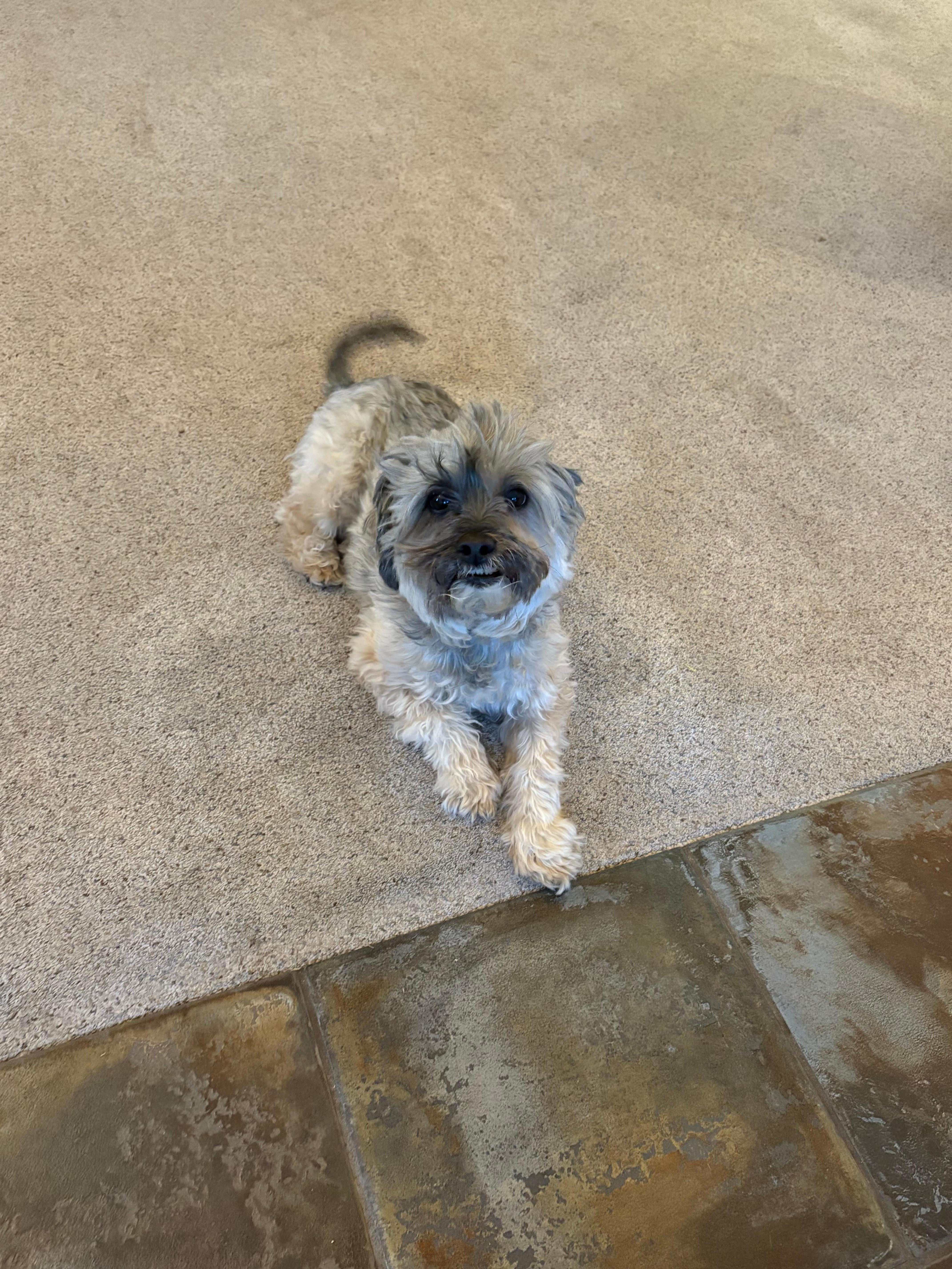 Rocky watching for deer from inside