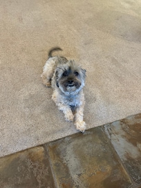 Rocky watching for deer from inside