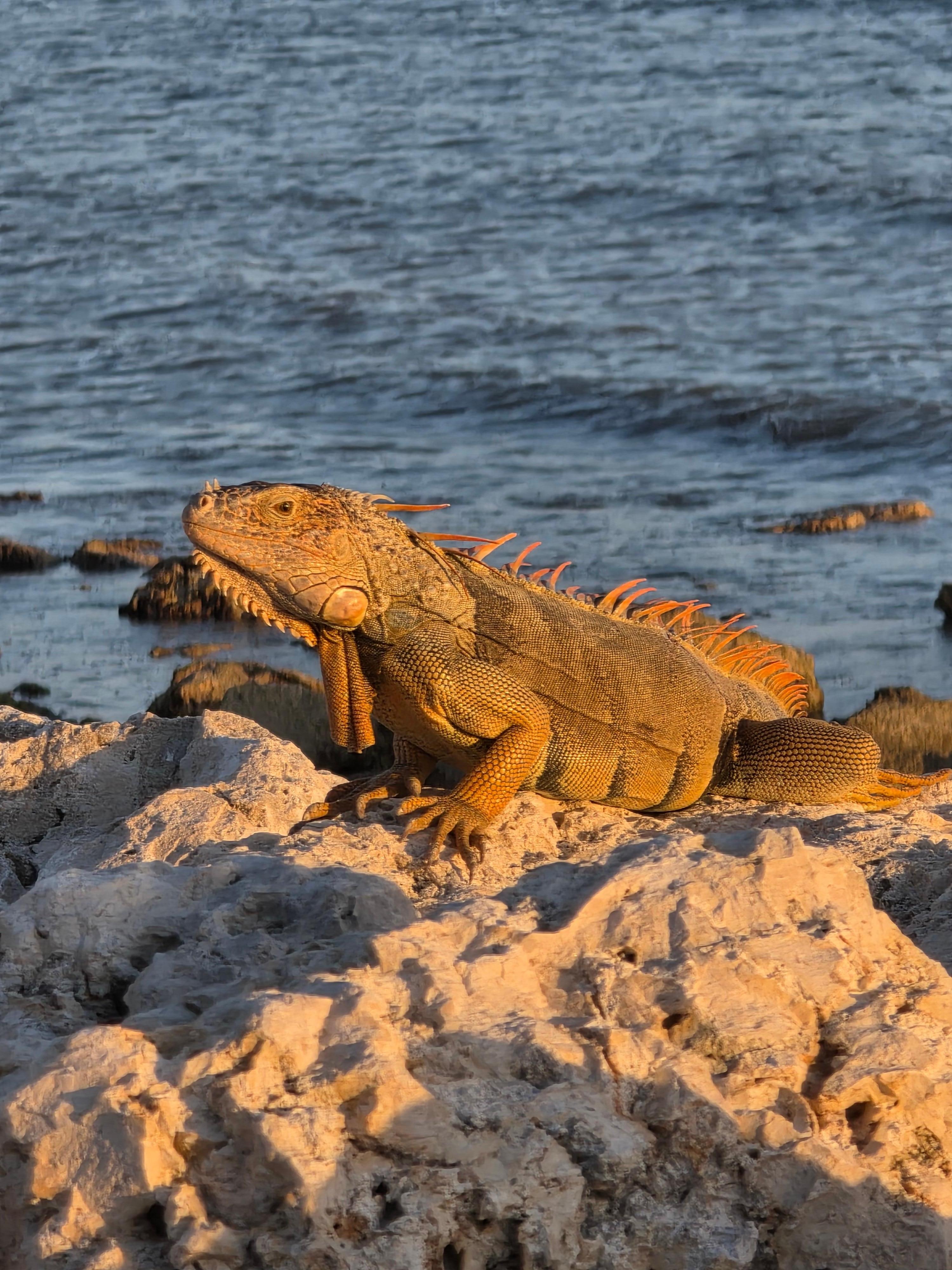 little monster, iguana