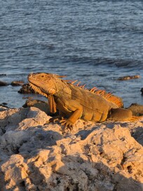 little monster, iguana
