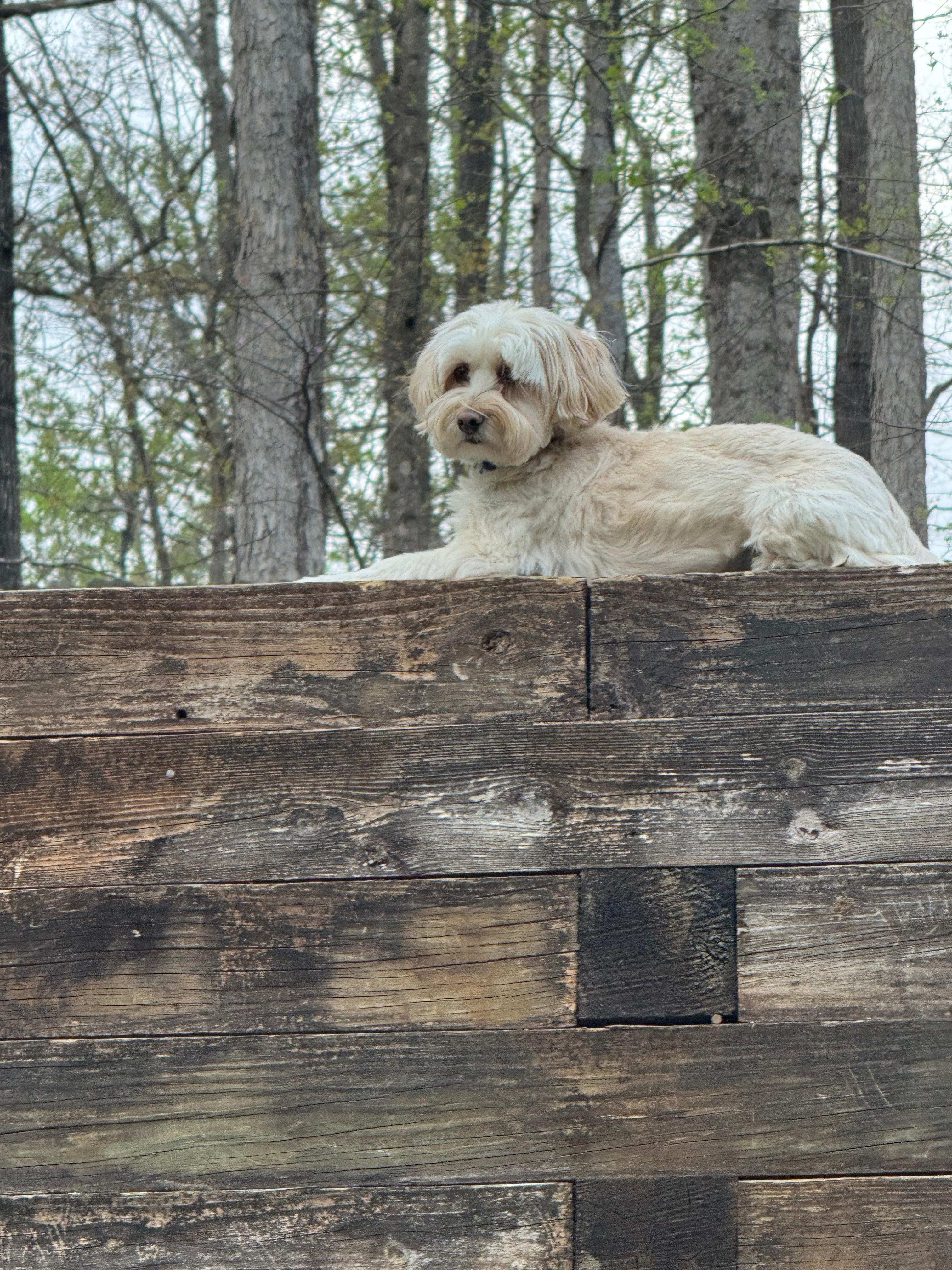 Georgi enjoying the  view of the beautiful neighborhood! 