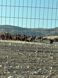 Goats on Mountains looking across from Verandha
