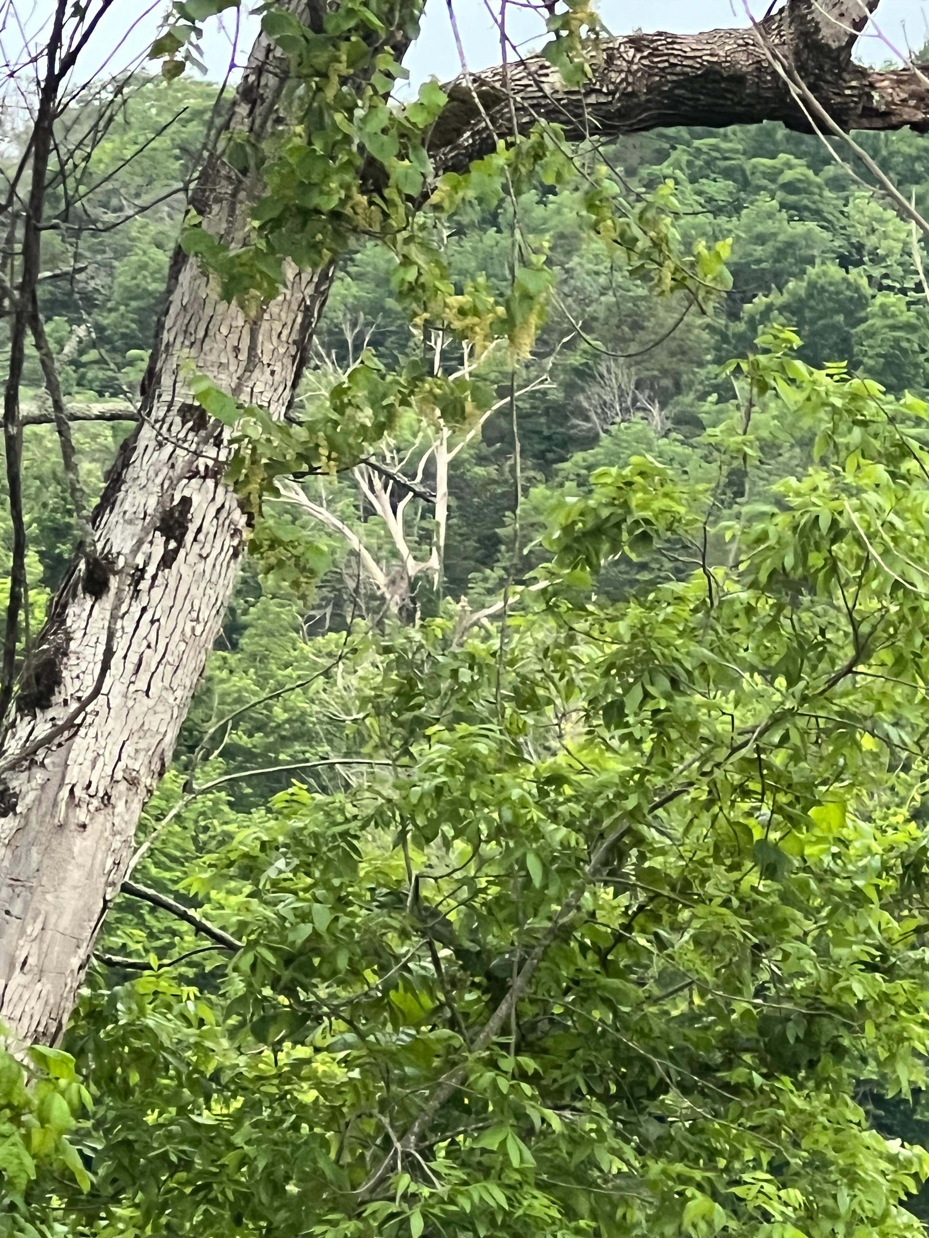 This is the tree the eagles nest  is in the bare one in the back of the photo. If you’re a nature lover make sure you bring binoculars can’t see the nest without them.