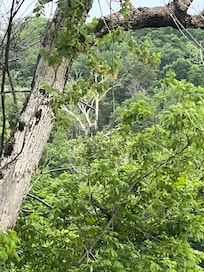 This is the tree the eagles nest is in the bare one in the back of the photo. If you’re a nature lover make sure you bring binoculars can’t see the nest without them.