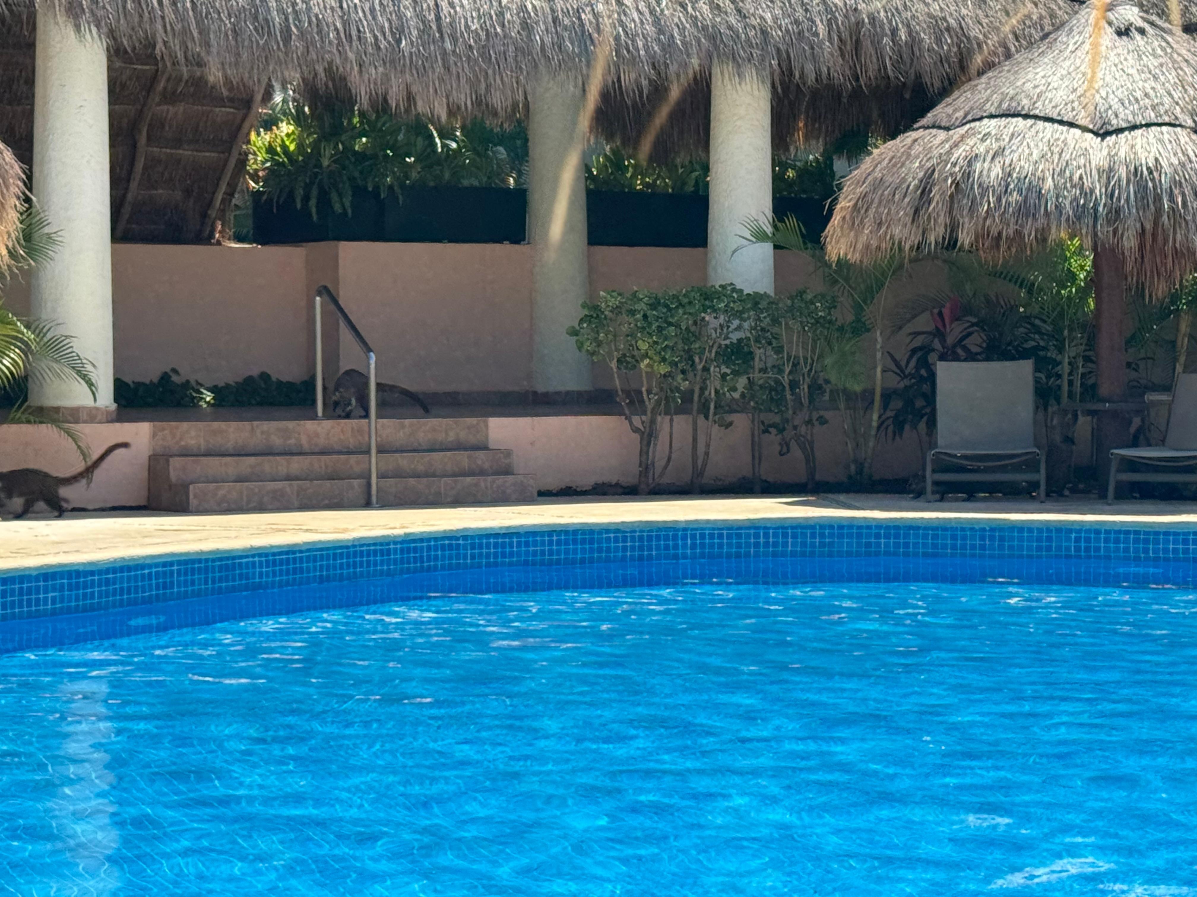 The wildlife was adorable to watch. Make sure you don’t leave food around or they will get to it before you do.