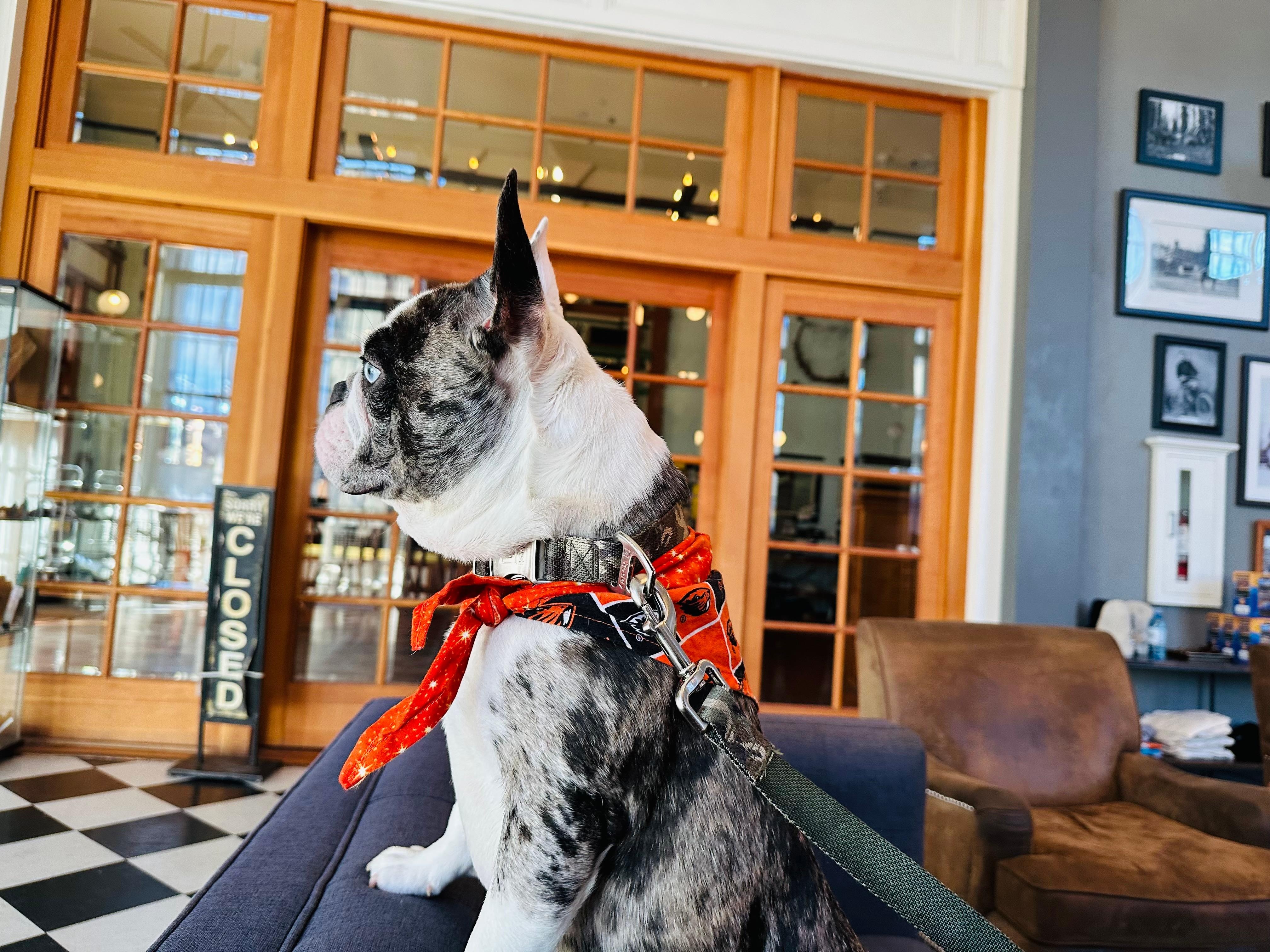 SirWatson Approved
#1 Pet Hotel!