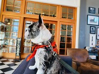 SirWatson Approved
#1 Pet Hotel!