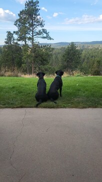Pups are welcome!