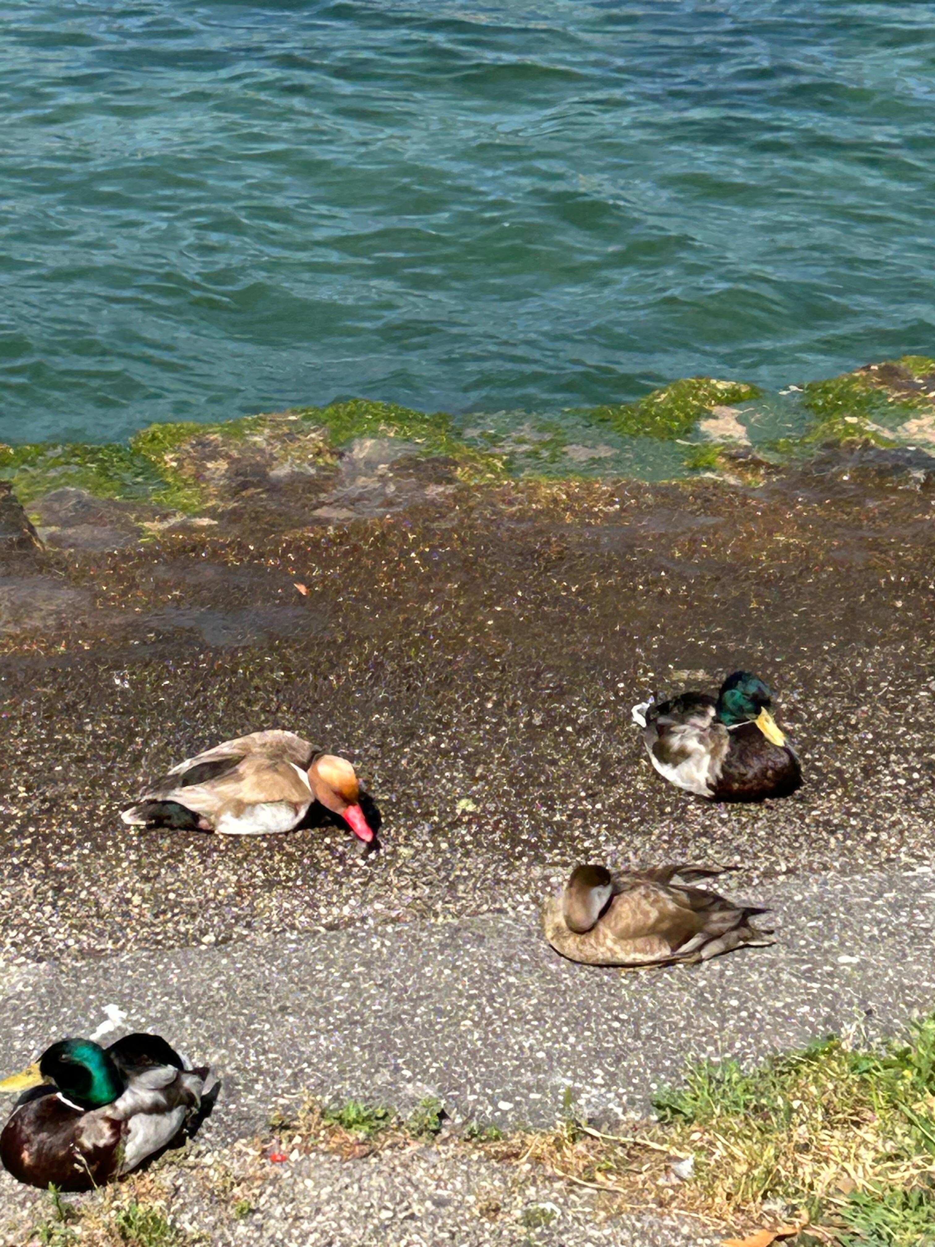 Ducks on the private beach