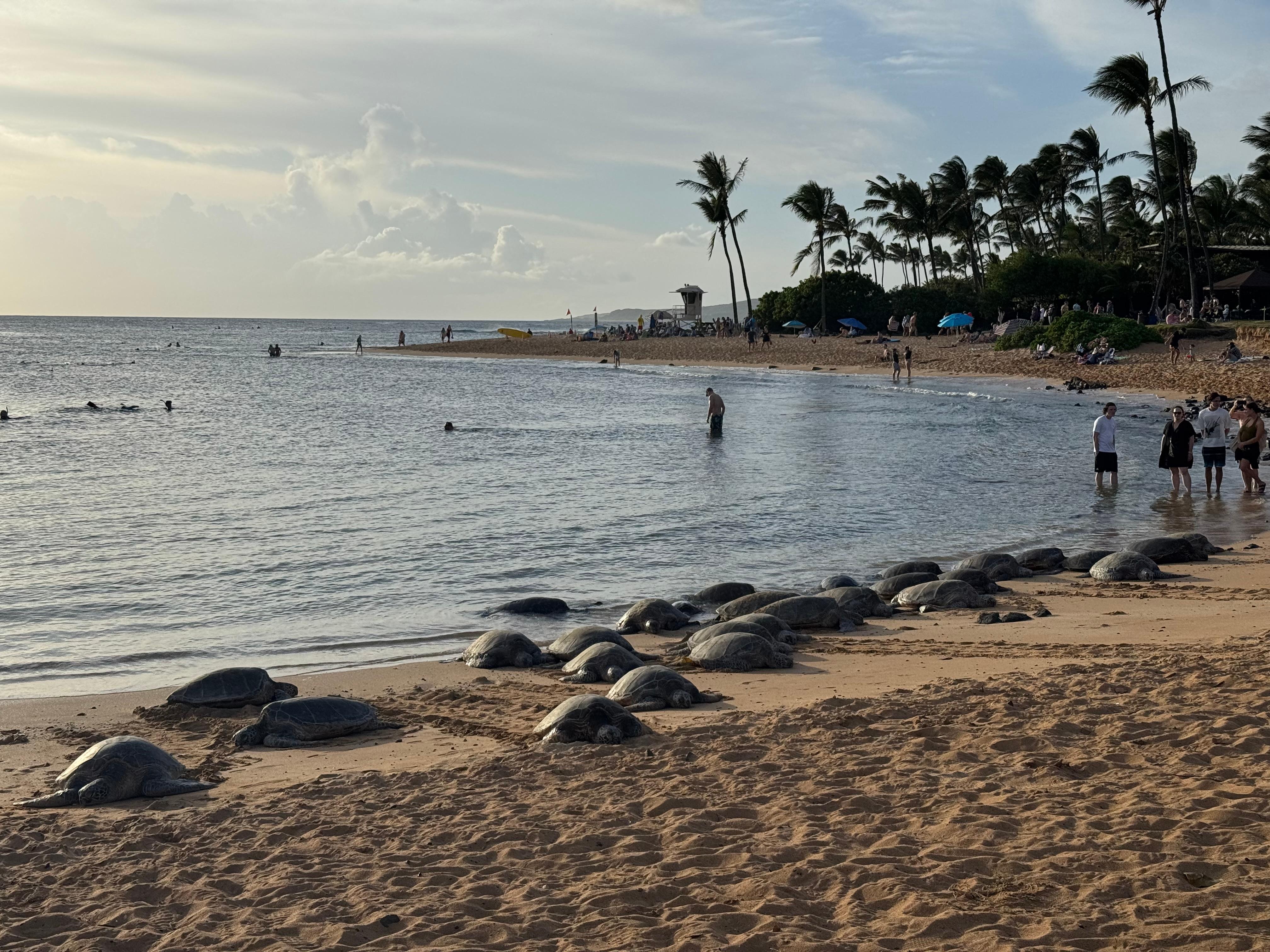 Turtles at your doorstep 