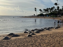 Turtles at your doorstep