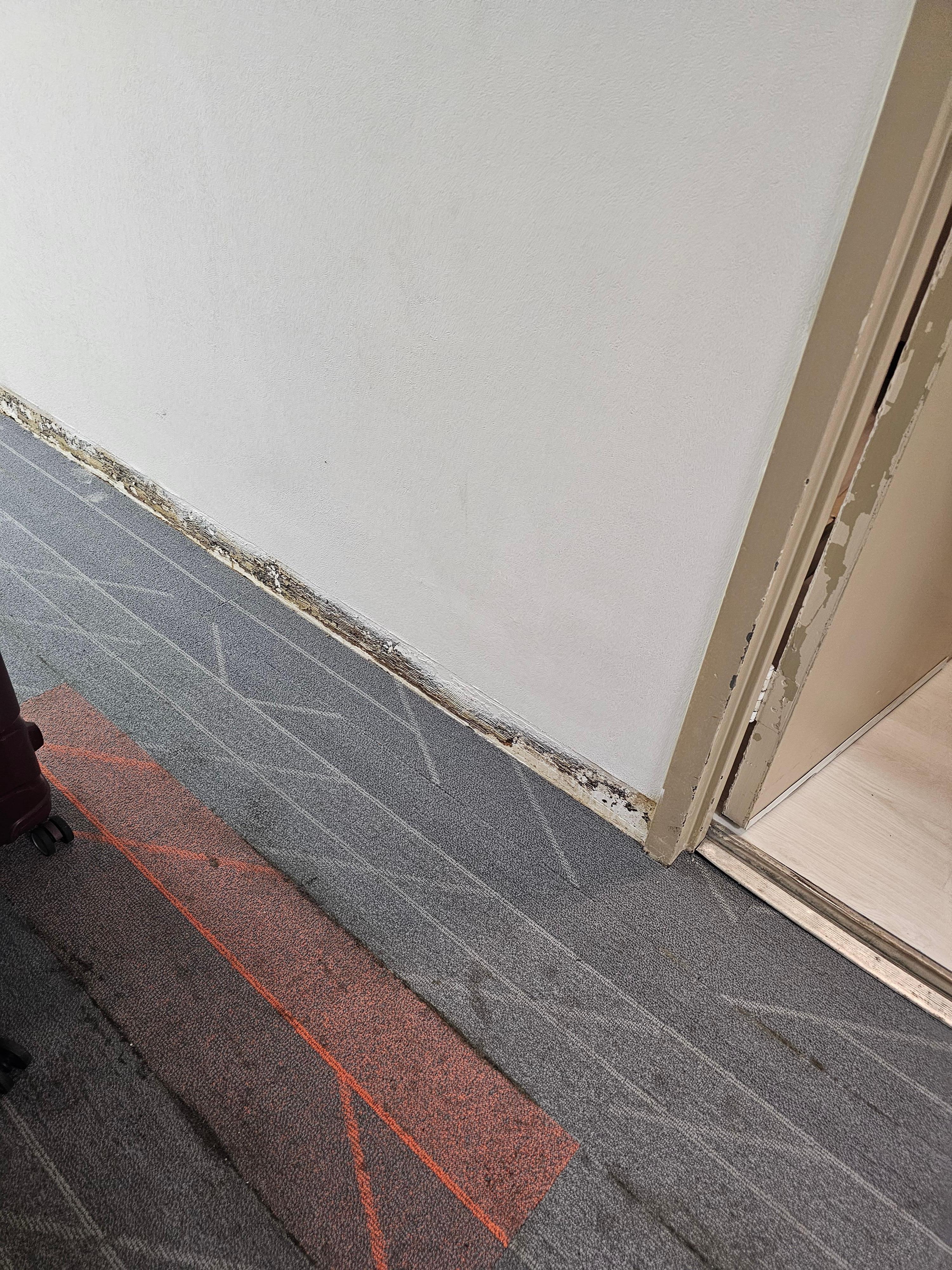 Baseboards completely torn out and bugs stuck to wall