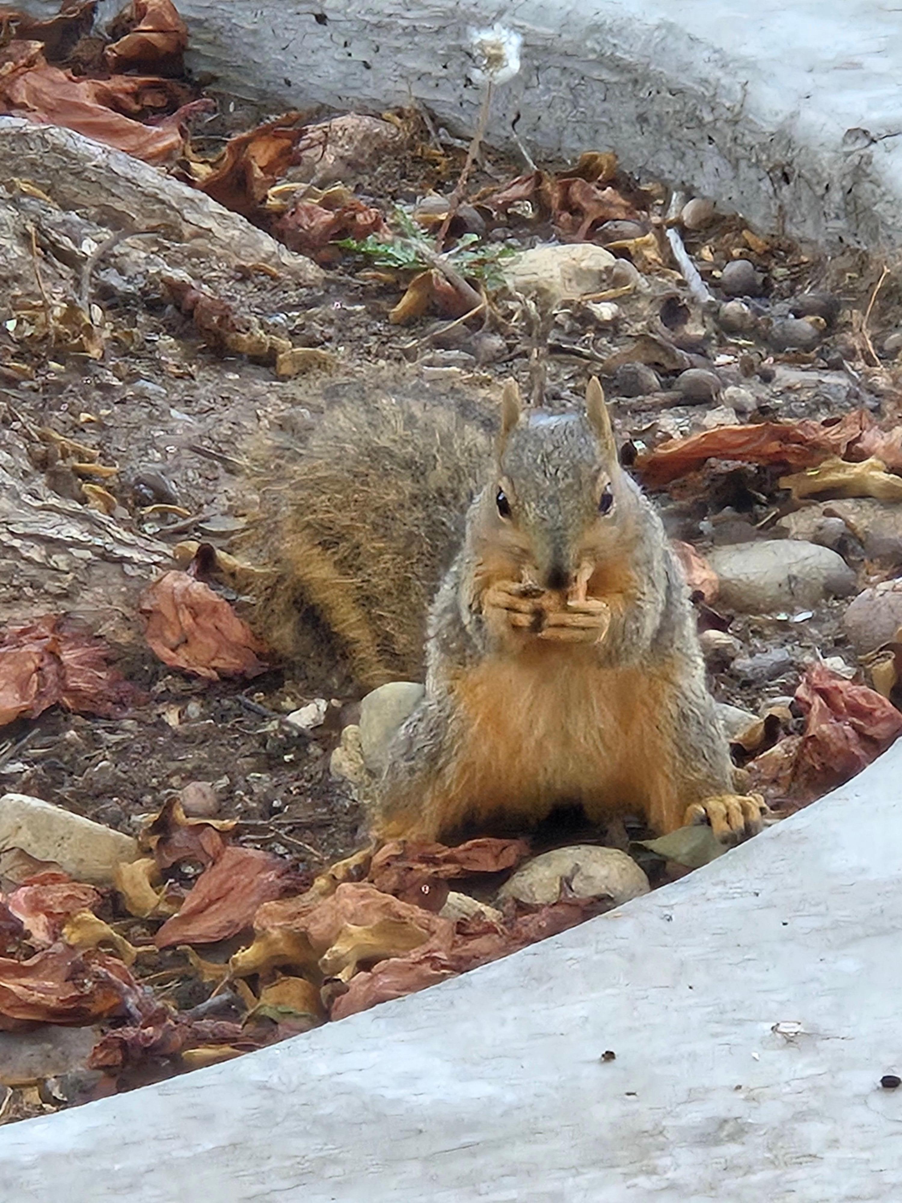 Chips! The local squirrel. 