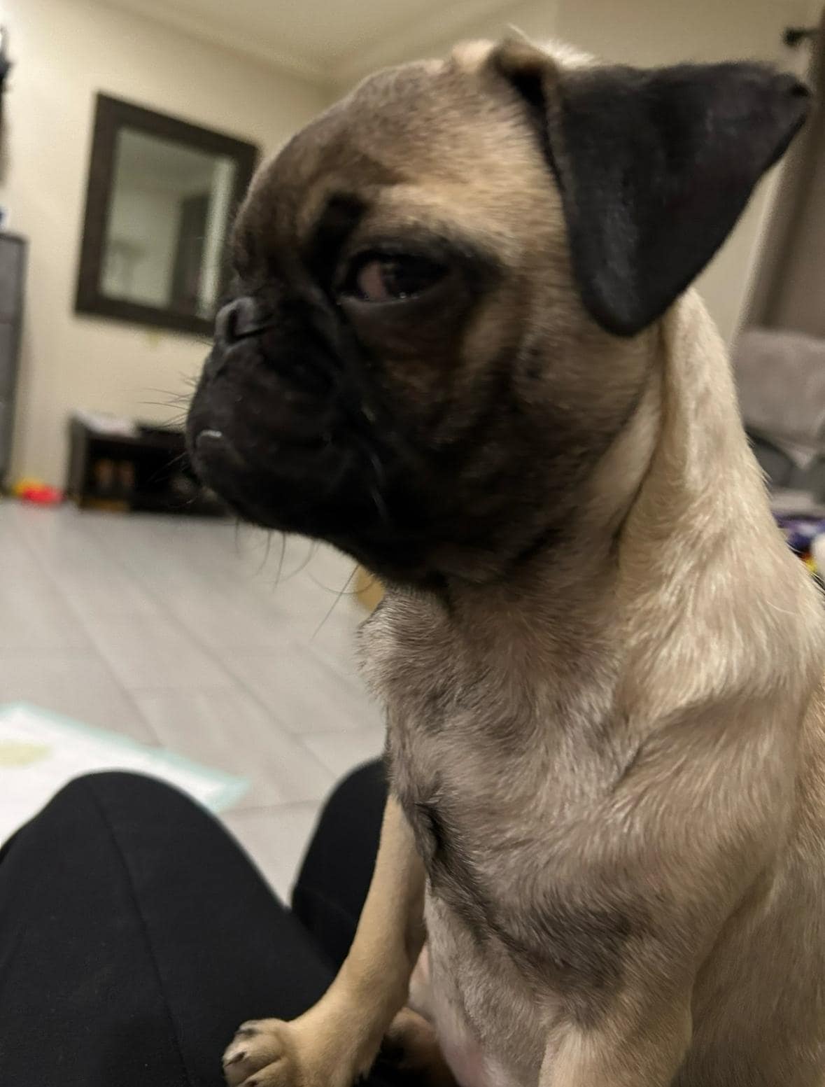 this dog was barking all night very triggering