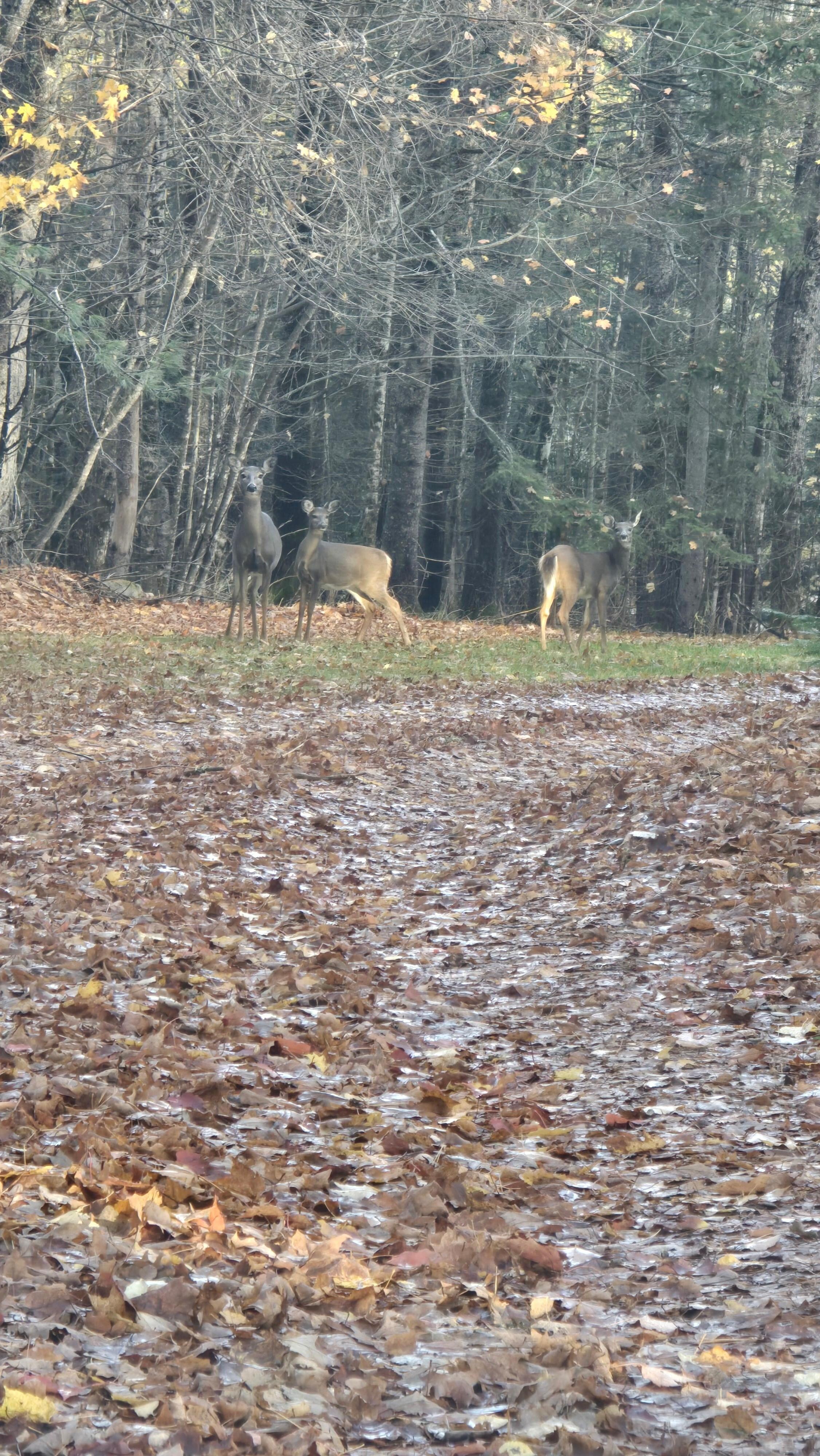 The deer that greeted us when we arrived. 