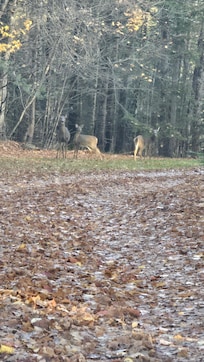 The deer that greeted us when we arrived.